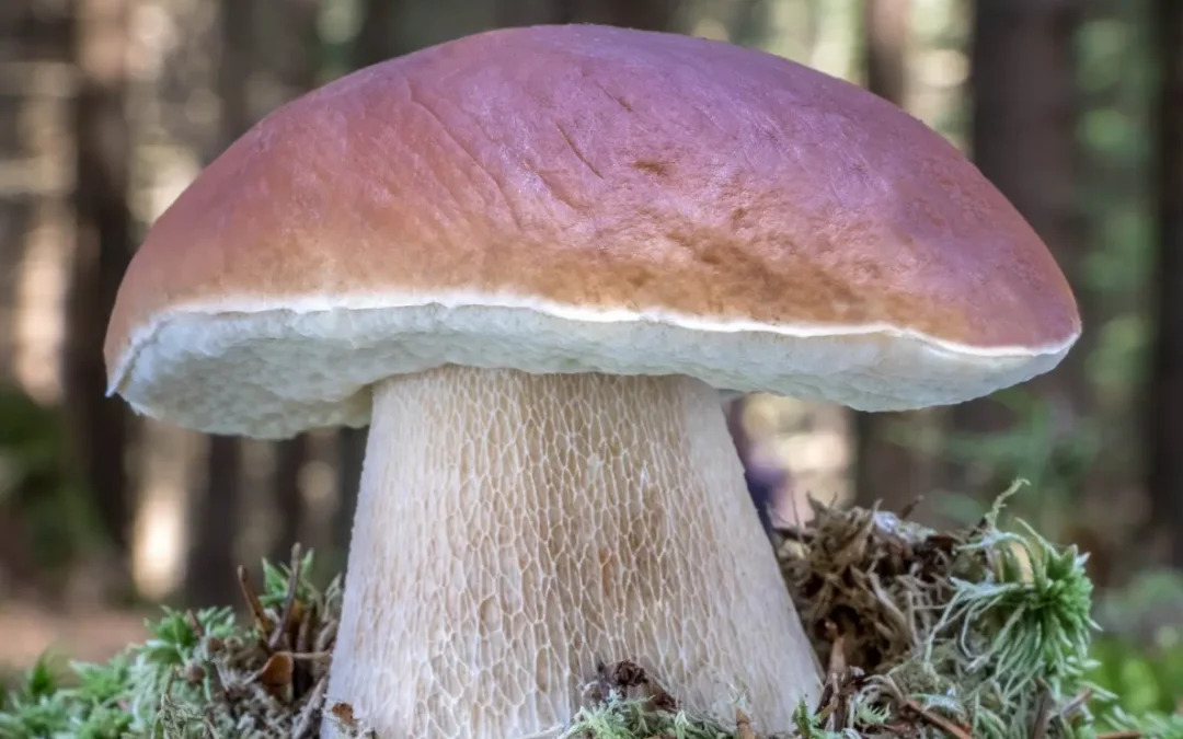 A Mushroom Compound That Can Change Your Life