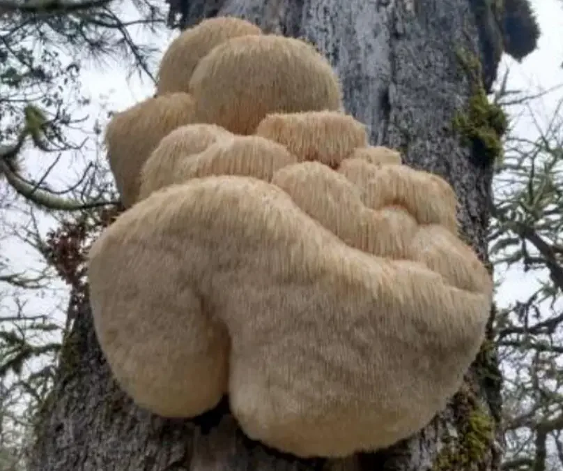 Lion’s Mane for your Brain and Body