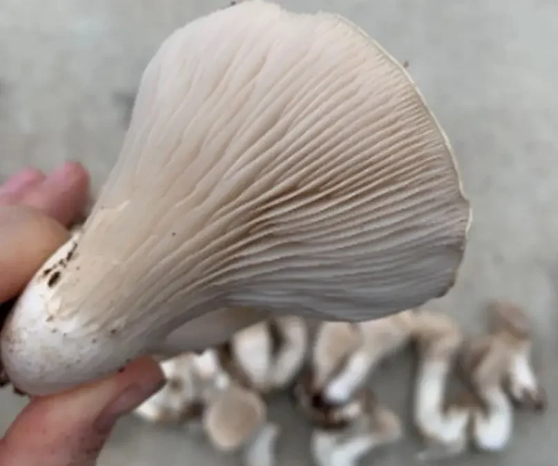 Coconut Oyster Mushrooms with Ginger and Scallions