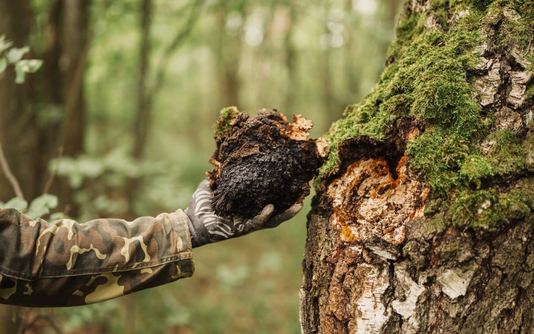 How Chaga Can Change Your Health