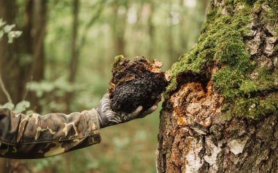How Chaga Can Change Your Health