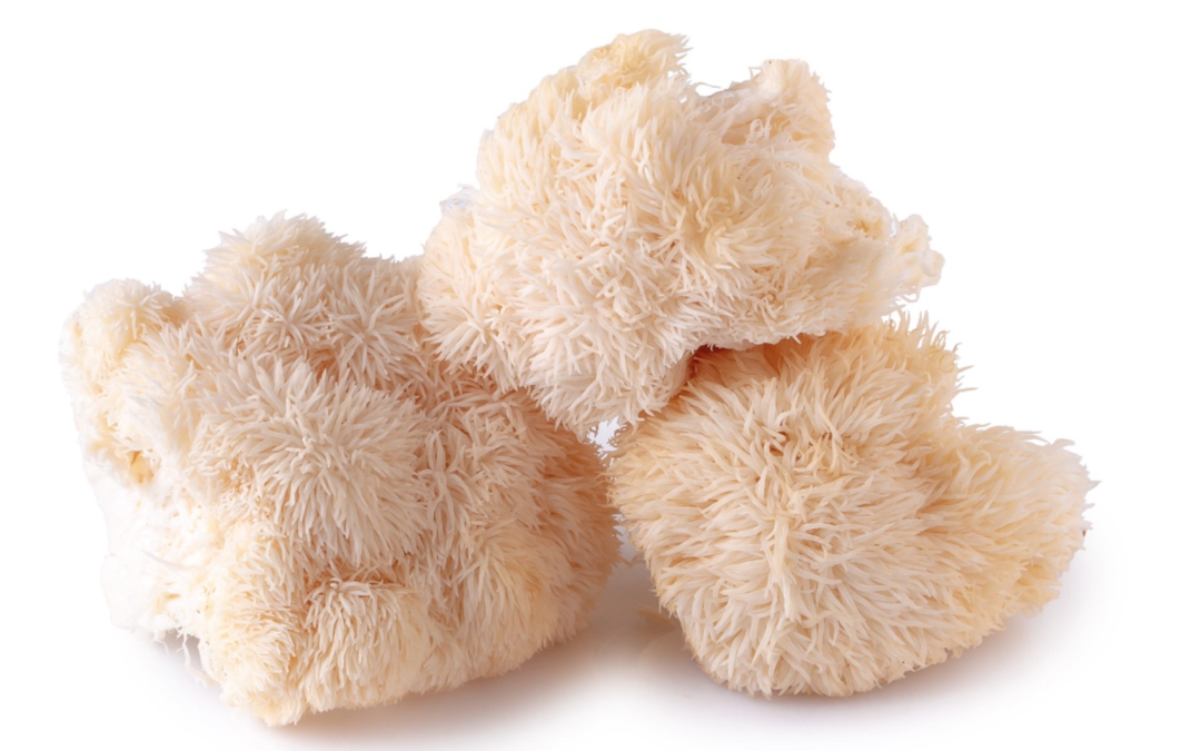 Reishi, Lion’s Mane, and Turkey Tail: A Summary of Human Trials and Medicinal Benefits